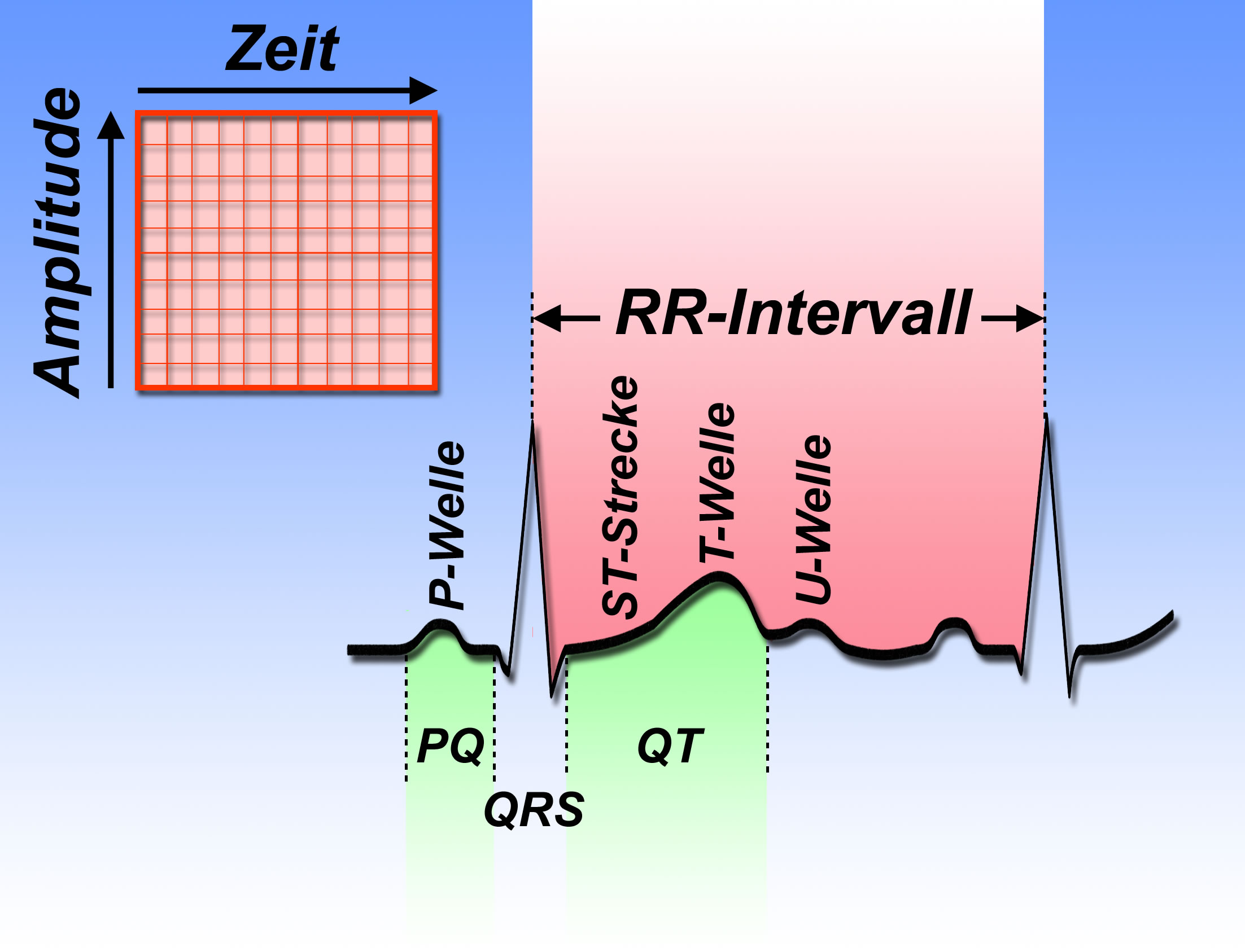 EKG-Schema